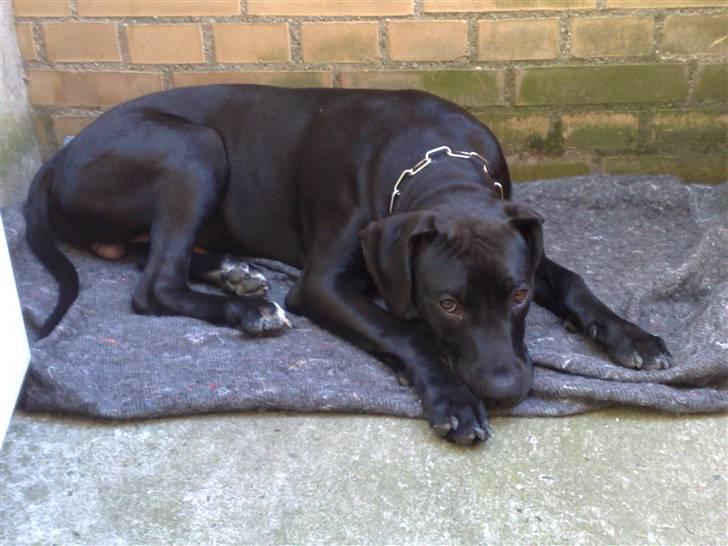 Amerikansk staffordshire terrier Demon * R.I.P.D.16.07.08* - Nyt Billede billede 11