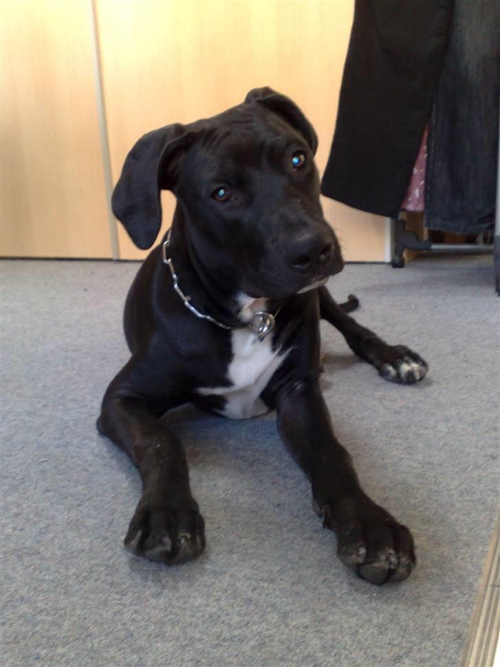 Amerikansk staffordshire terrier Demon * R.I.P.D.16.07.08* - Nyt Billede billede 12