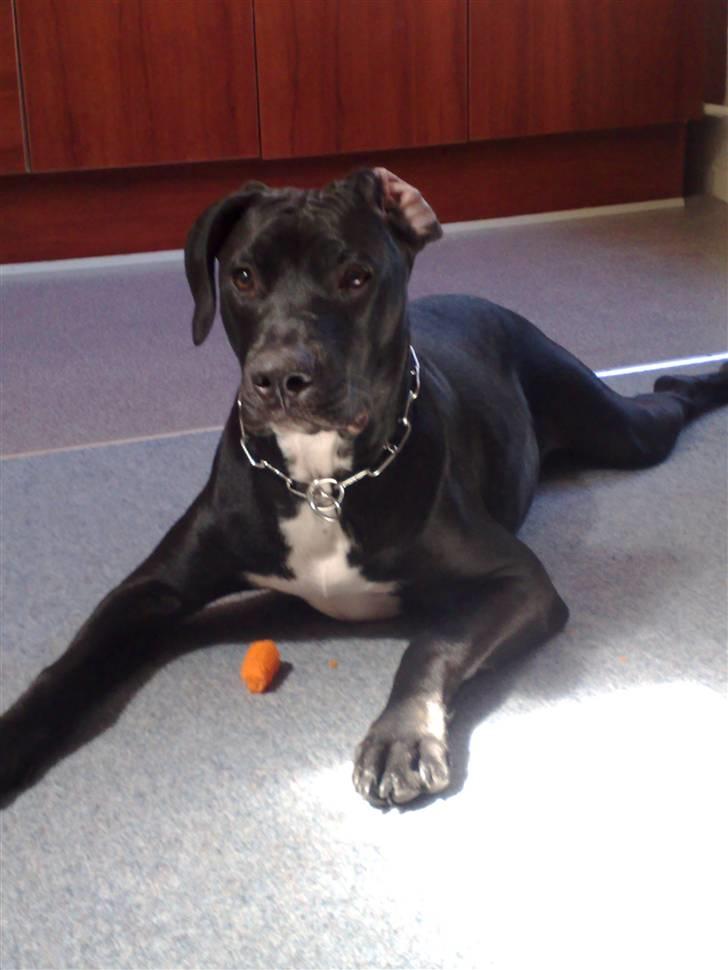 Amerikansk staffordshire terrier Demon * R.I.P.D.16.07.08* - Nyt Billede billede 13