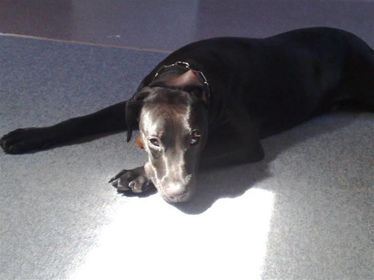 Amerikansk staffordshire terrier Demon * R.I.P.D.16.07.08* - Nyt Billede billede 14