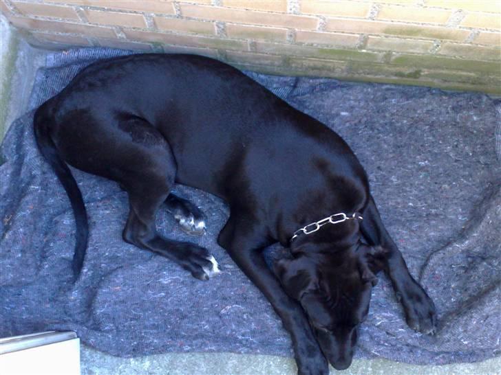 Amerikansk staffordshire terrier Demon * R.I.P.D.16.07.08* - Nyt Billede billede 15