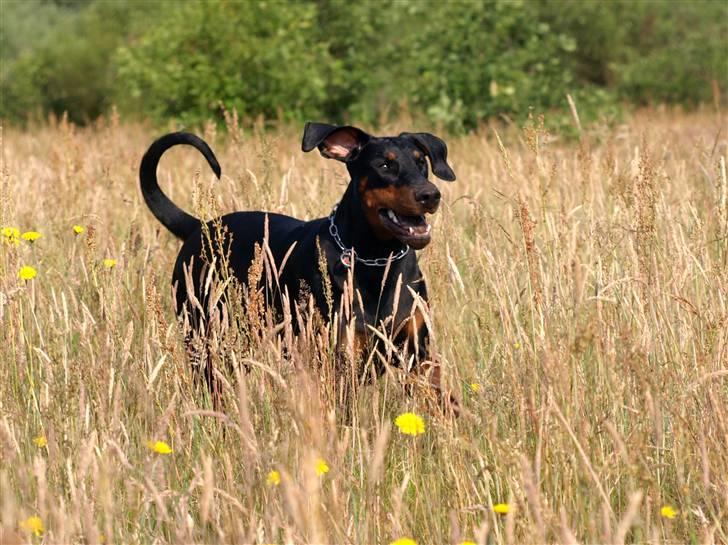 Dobermann GOF Charming Chianti billede 5