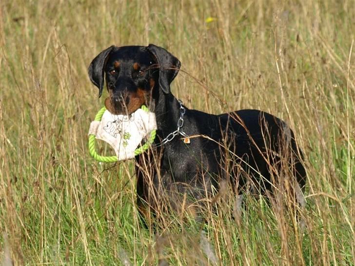 Dobermann GOF Charming Chianti billede 6