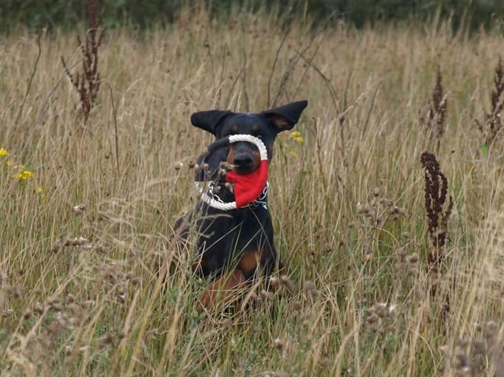 Dobermann GOF Charming Chianti billede 7