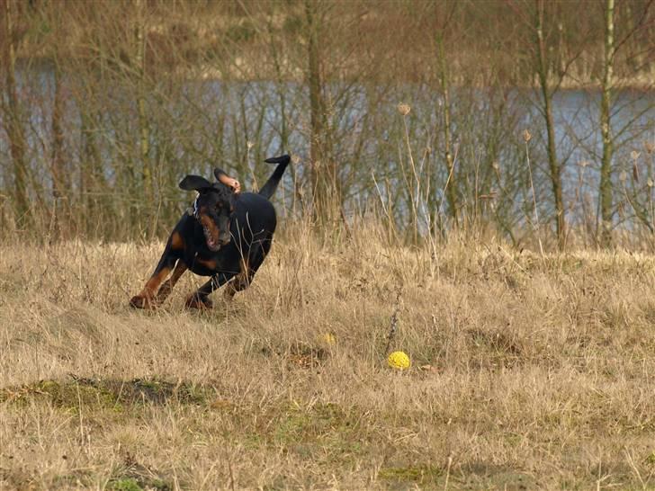 Dobermann GOF Charming Chianti - D. 13/2 billede 8