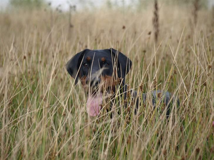 Dobermann GOF Charming Chianti billede 9
