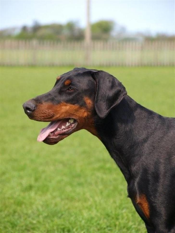 Dobermann GOF Charming Chianti billede 10