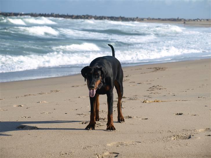 Dobermann GOF Charming Chianti billede 11