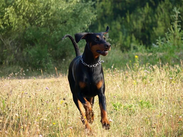 Dobermann GOF Charming Chianti billede 12