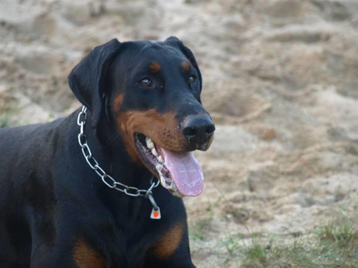 Dobermann GOF Charming Chianti billede 13