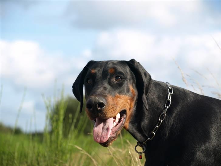 Dobermann GOF Charming Chianti billede 14