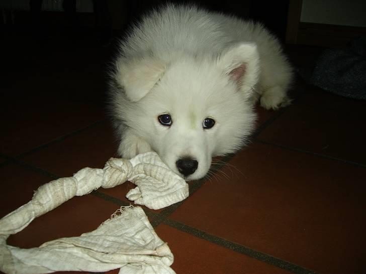 Samojedhund Mickey d. anden - Ja, det er min sutteklude og den må du ikke få. billede 1