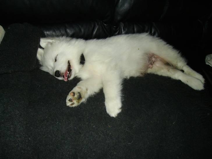 Samojedhund Mickey d. anden - Første dag hjemme ved mor og far, det bliver man træt af..... billede 2