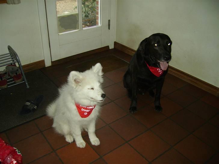 Samojedhund Mickey d. anden - Min storebror "Albert" og jeg med vores julegaver. billede 3