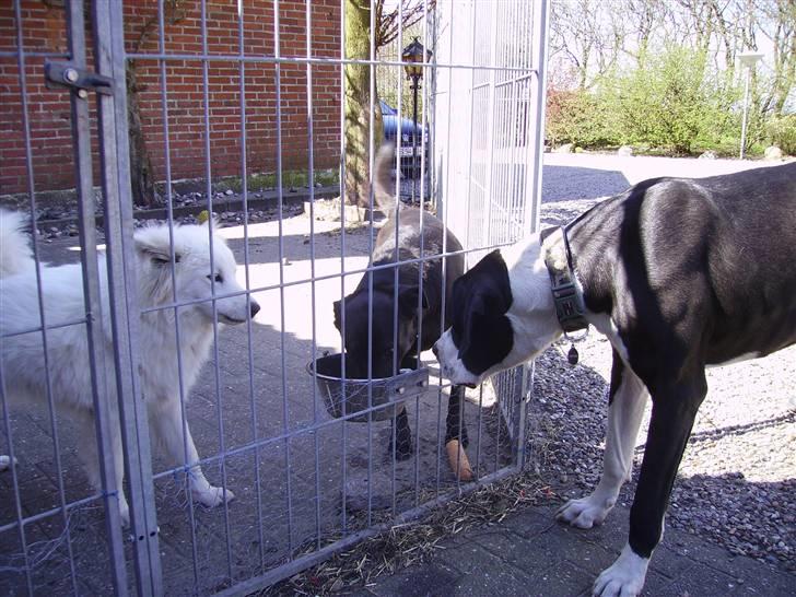 Samojedhund Mickey d. anden - Okay, er ikke helt tryg ved denne der "Hest", Mor......HJÆLP billede 4