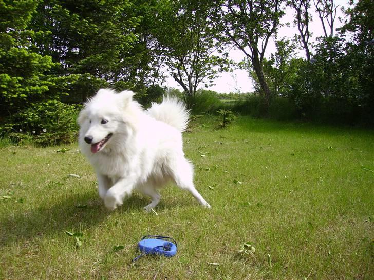 Samojedhund Mickey d. anden - Der er nu ikke noget som at komme ud og få luft under "poterne". Jeg kommer......ihhhh billede 5