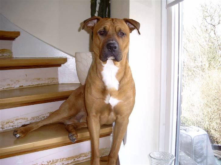 Blanding af racer Niclo billede 18