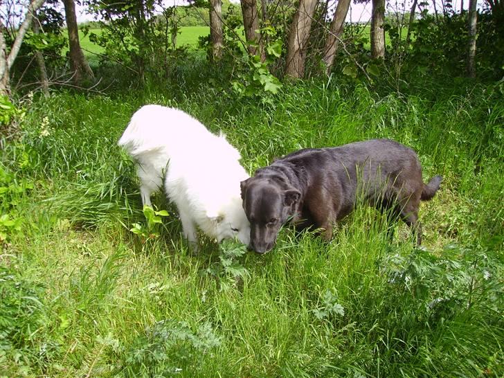 Samojedhund Mickey d. anden - Jeg siger dig, at der er noget lige der. billede 6