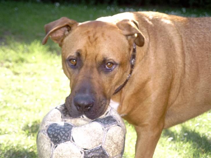 Blanding af racer Niclo billede 19