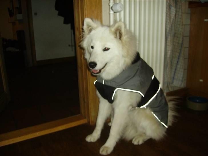 Samojedhund Mickey d. anden - Mor og far, jeg har en stor pels, så det er altså ikke nødvendigt med en frakke, tag den af nu... billede 7