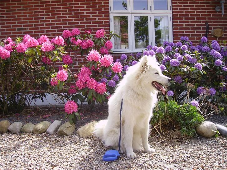 Samojedhund Mickey d. anden - Her sidder jeg godt, men hvor er storebror? billede 8
