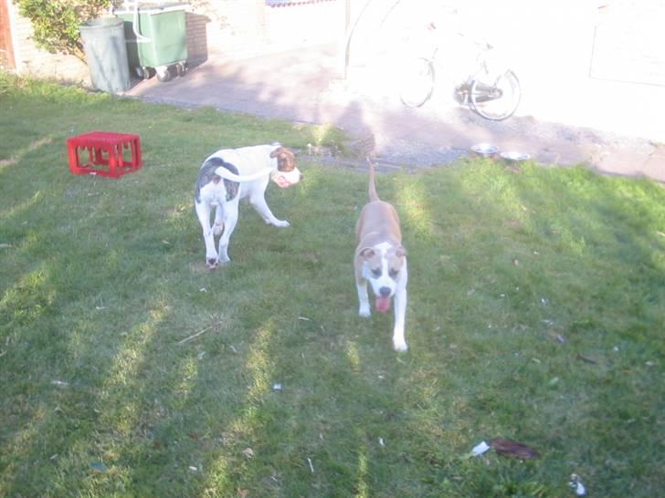 Amerikansk bulldog Samson - Leg! billede 13