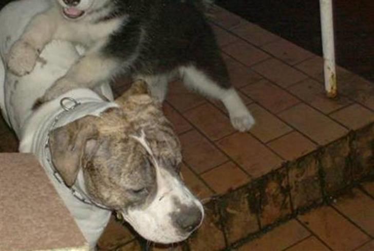 Amerikansk bulldog Samson - Kom nu Sam! billede 14