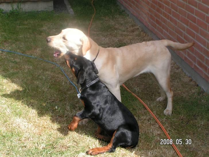 Rottweiler Luna (2008-2008) - luna og mille... billede 13