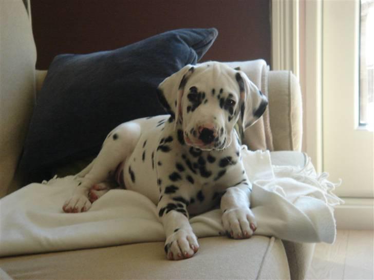 Dalmatiner *IG' in Hollywood (SMUCKAS) - hvalp, maj 08 billede 20