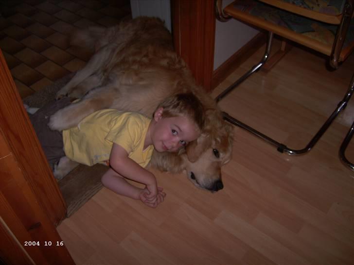 Golden retriever Olympus R.I.P <3 - Fandt lii et billede af dig dejlige dreng<33 Lympus & min lillebror billede 12
