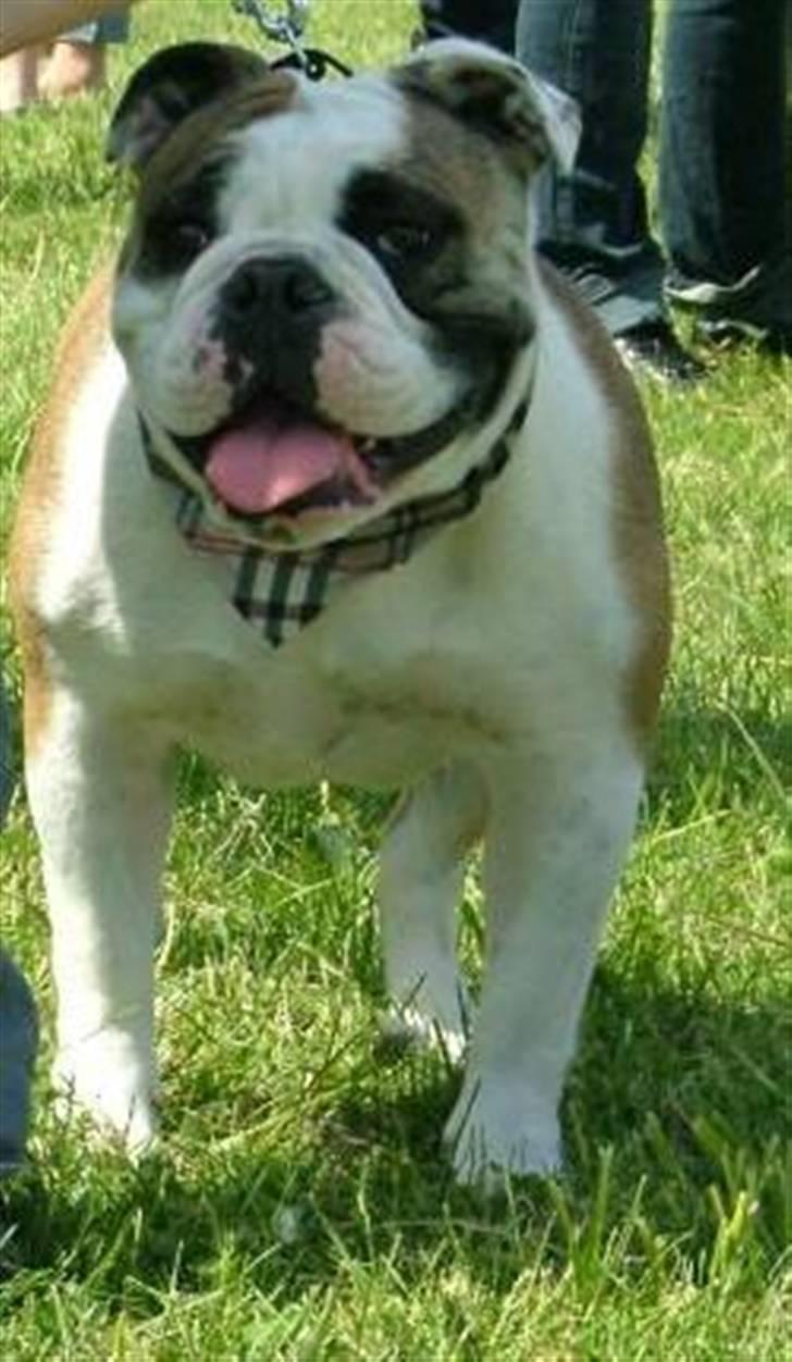 Olde english bulldogge Jolie - Er jeg ikke bare nuttet med min nye charmeklud?? billede 1