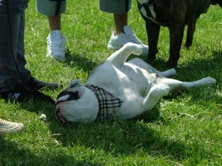 Olde english bulldogge Jolie - Mmmm.. Her dufter af han hund:) billede 2