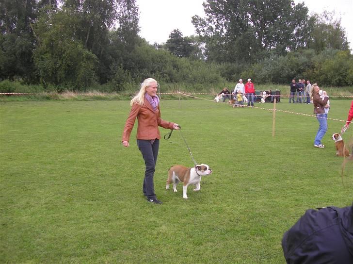 Olde english bulldogge Jolie - Se hvor flot jeg går!... billede 3