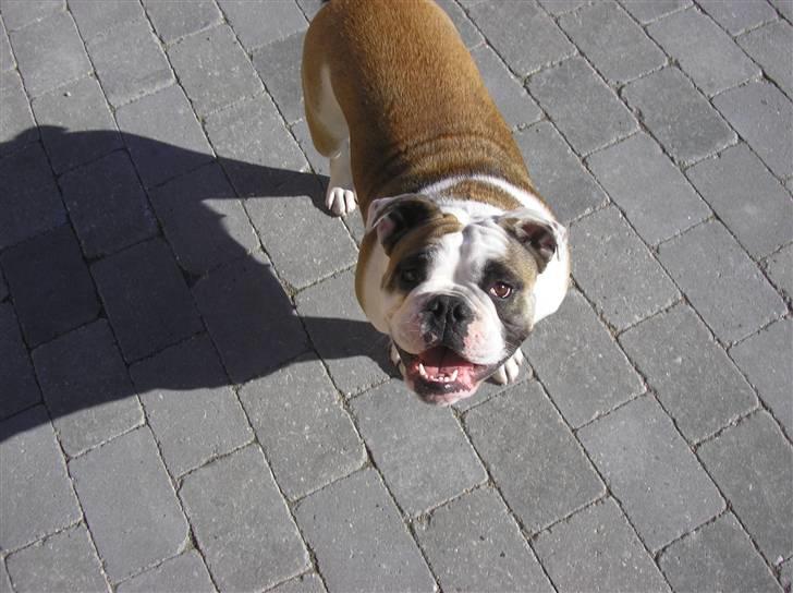 Olde english bulldogge Jolie - HEJ!... billede 5