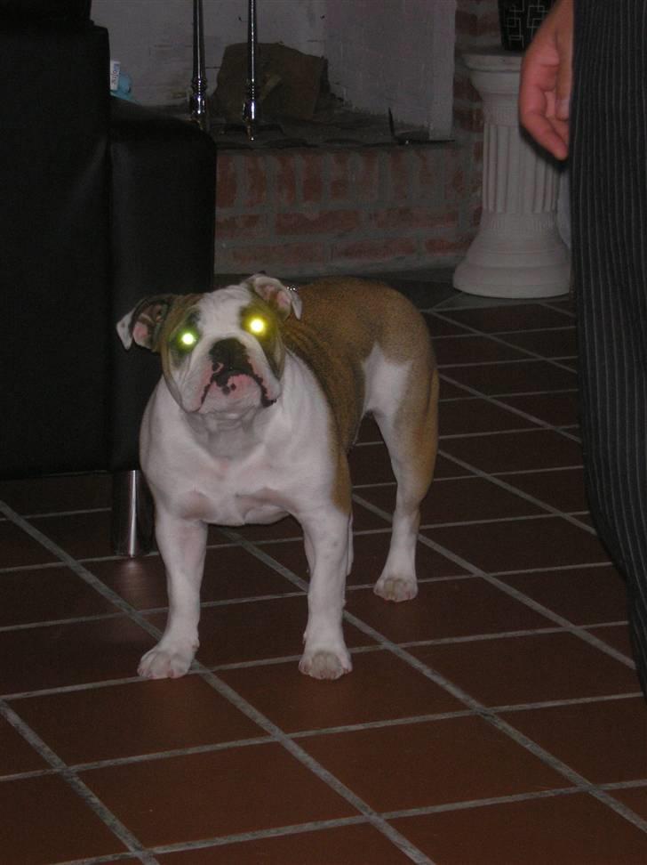 Olde english bulldogge Jolie - Uhhh.. ser jeg ikke uhyggelig ud mor og far? billede 7