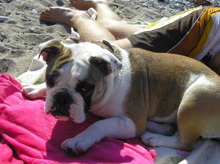 Olde english bulldogge Jolie - Ska vi ikk snart hjem? billede 8