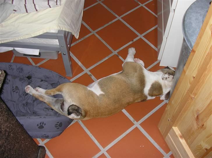 Olde english bulldogge Jolie - ZzzZzzZzzzz.... billede 9