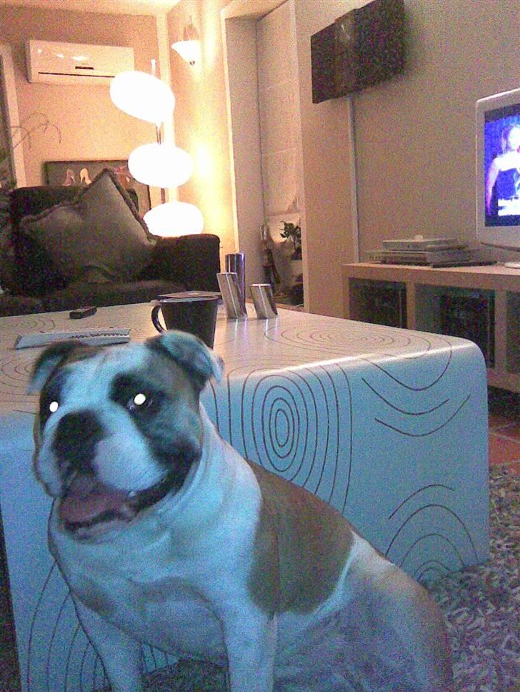 Olde english bulldogge Jolie - Jeg vil også ha kaffe.... billede 10