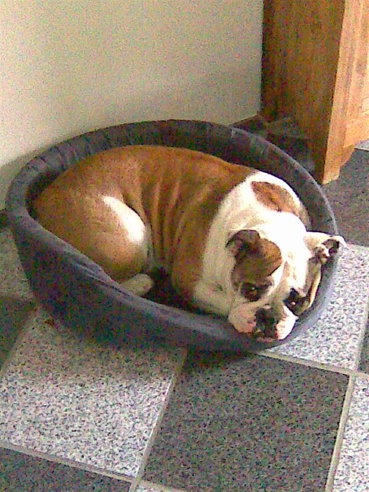 Olde english bulldogge Jolie - Ihh jeg gider ikk op!.. billede 11