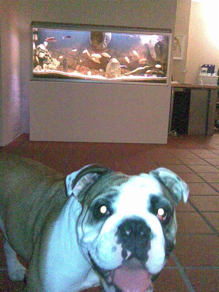 Olde english bulldogge Jolie - Gad vide om fisk smager godt? billede 12