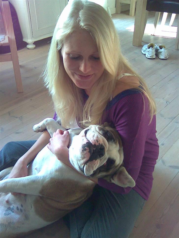 Olde english bulldogge Jolie - Jeg er mors lille pige:) billede 13