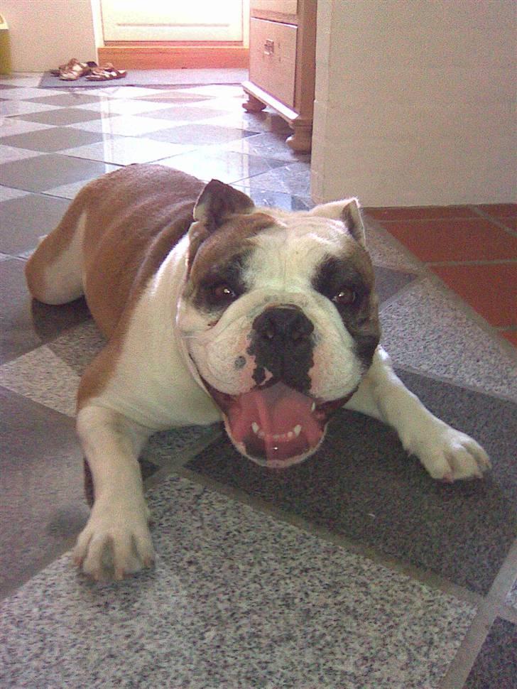 Olde english bulldogge Jolie - Pyha, jeg ska aldrig med ud og løbe igen!..  billede 14