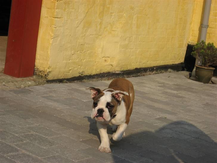 Olde english bulldogge Jolie - SE MIG!!!  BATHUNDEN!!! billede 15
