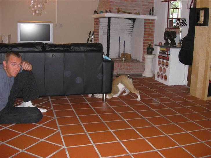 Olde english bulldogge Jolie - Hvor blev det mad af, som far tabte før...? billede 16