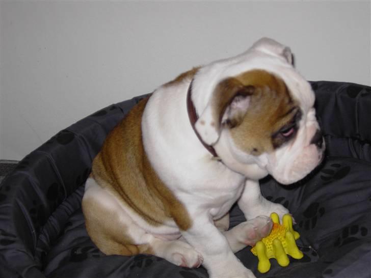 Olde english bulldogge Jolie - Se hvor lille jeg har været engang:) billede 19