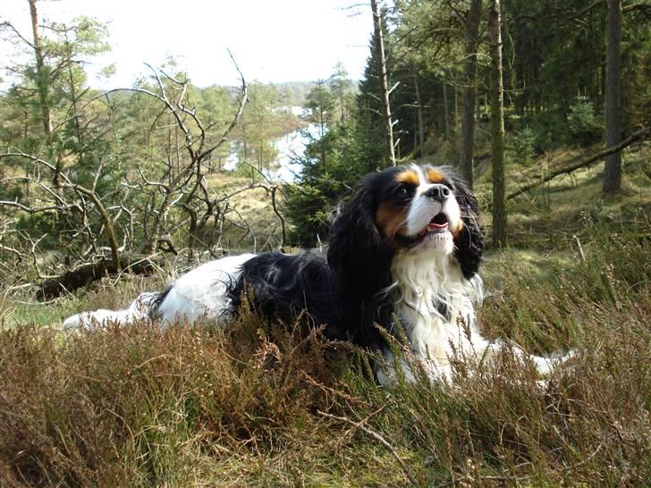 Cavalier king charles spaniel Mingus - En tur i det grønne er noget jeg kan li´ billede 16