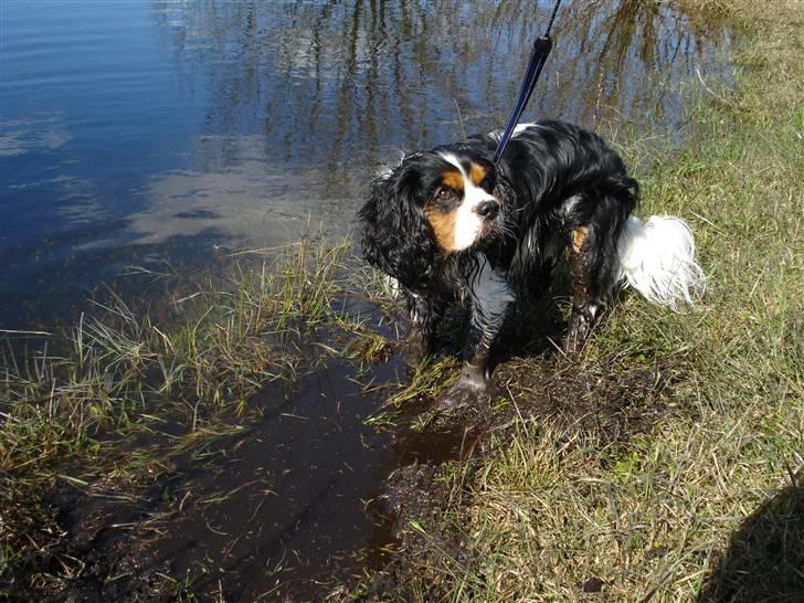 Cavalier king charles spaniel Mingus - Hvad, jeg hjælper da bare med at fiske?? billede 17