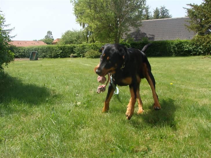 Rottweiler Bob - fotograf: Karoline Gjørlund billede 9