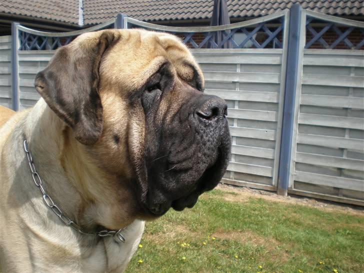 Mastiff Nicolai billede 1