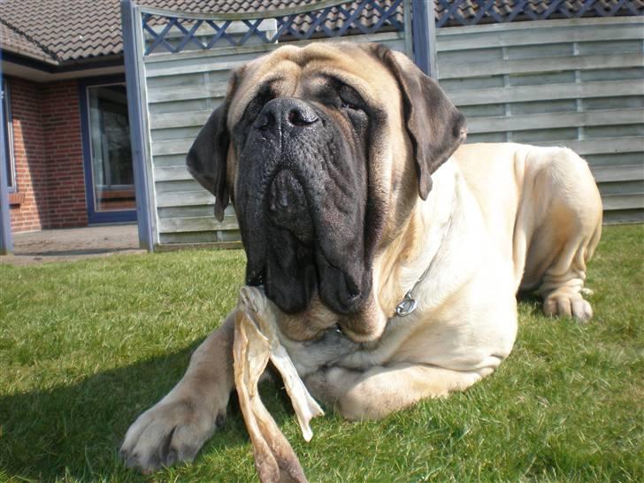 Mastiff Nicolai - Farlig hund ;) billede 2